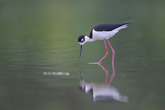 Black-necked Stilt