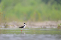 Black-necked Stilt