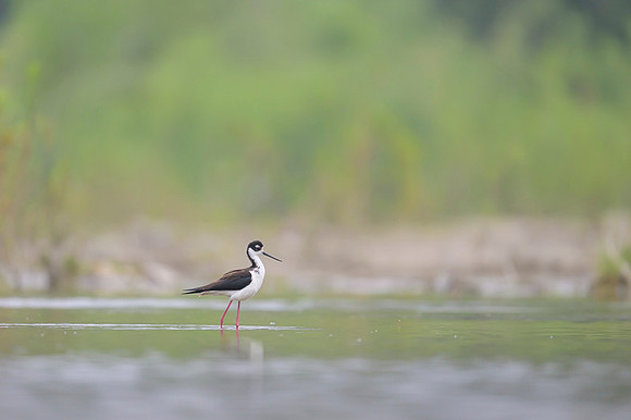 Black-necked Stilt