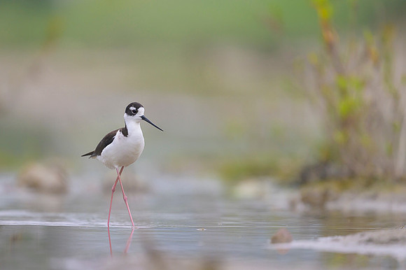 Black-necked Stilt