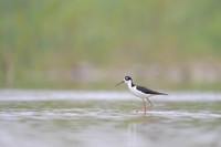 Black-necked Stilt