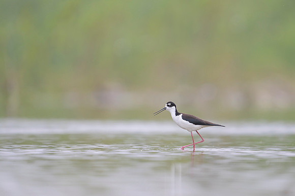 Black-necked Stilt