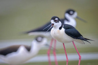 Black-necked Stilt