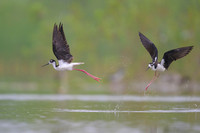 Black-necked Stilt