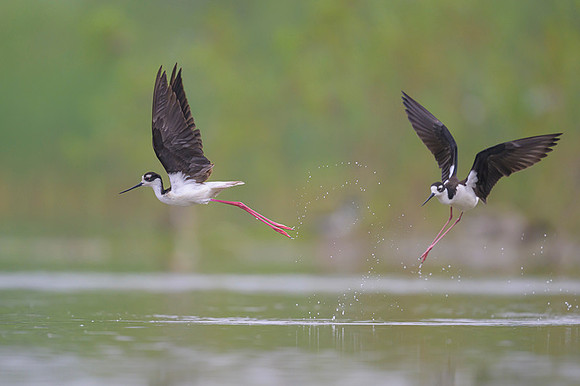 Black-necked Stilt