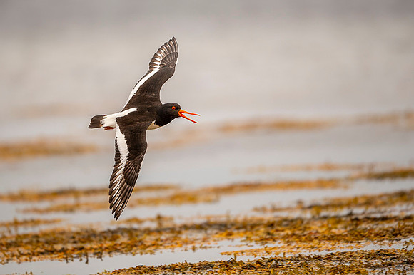 Oystercatcher  Ostrygojad