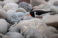 Oystercatcher  Ostrygojad