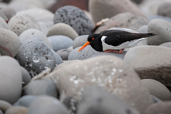 Oystercatcher  Ostrygojad