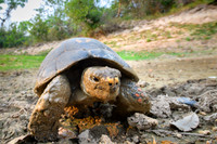 Red-footed tortoise