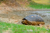 Red-footed tortoise