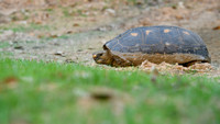 Red-footed tortoise