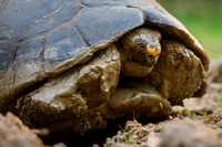 Red-footed tortoise
