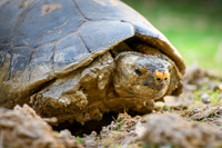 Red-footed tortoise