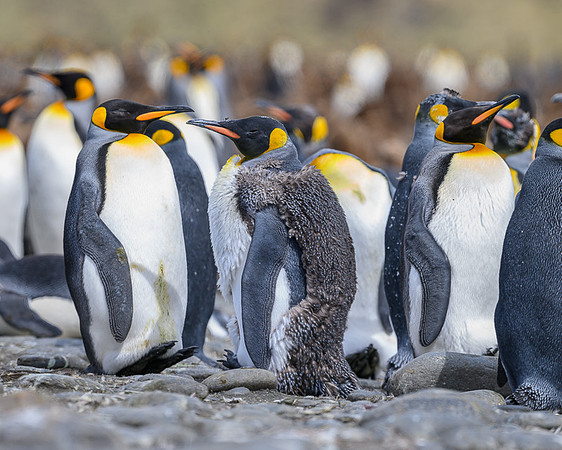 King Penguin