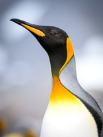 King Penguin