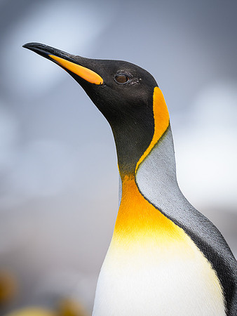 King Penguin
