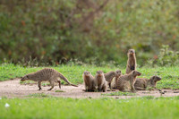Banded Mongoose