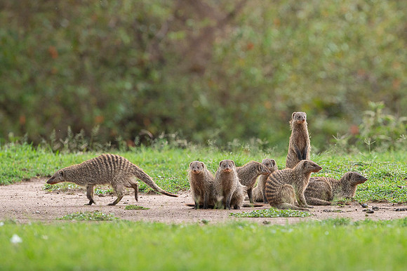 Banded Mongoose