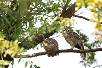 Spotted Owlet