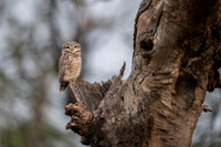 Spotted Owlet