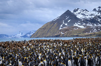King Penguin