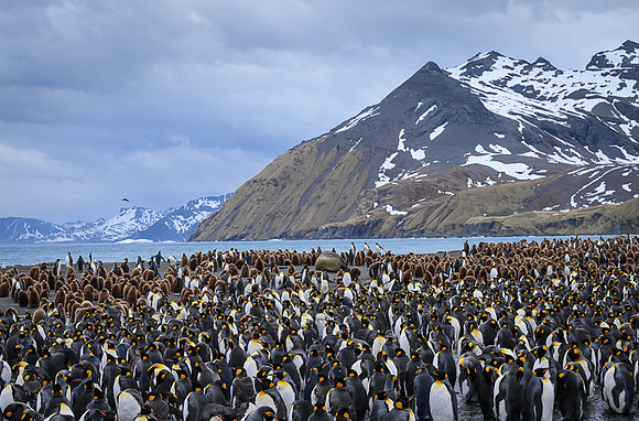 King Penguin