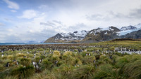 King Penguin