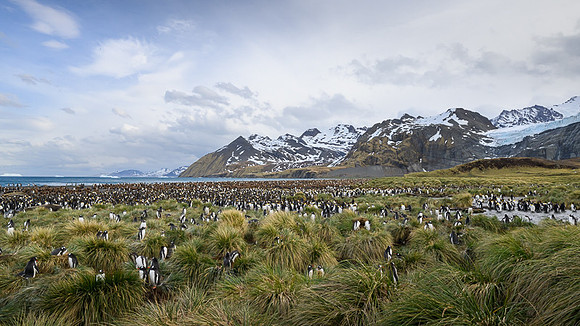 King Penguin