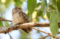 Spotted Owlet