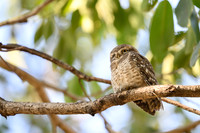 Spotted Owlet