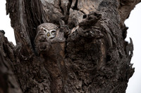 Spotted Owlet