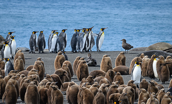 King Penguin