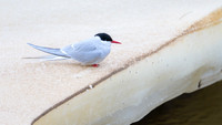 Arctic tern