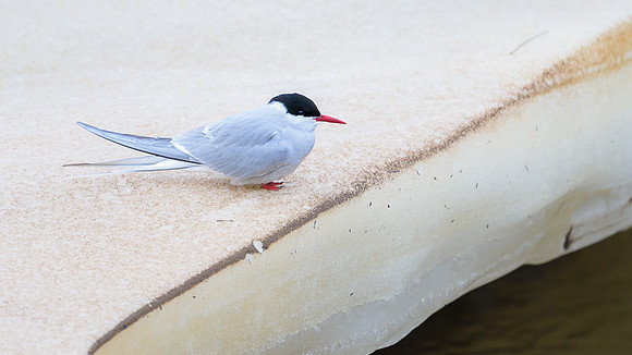 Arctic tern
