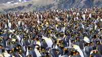King Penguin