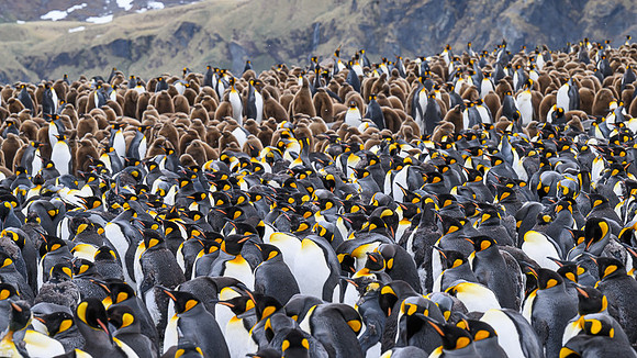 King Penguin