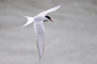 Arctic tern