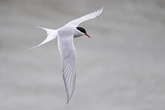 Arctic tern