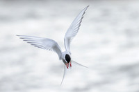 Arctic tern