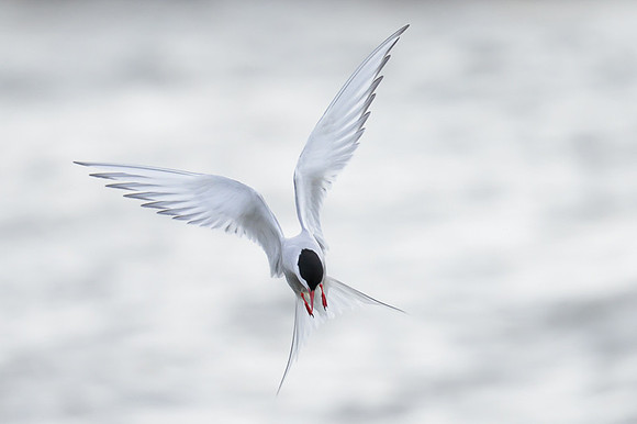 Arctic tern