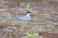 Arctic tern