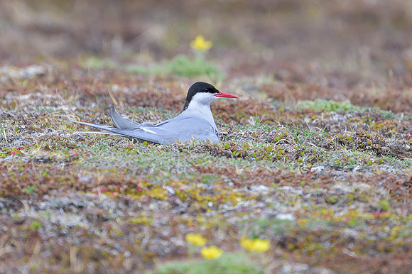 Arctic tern