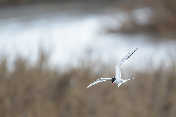 Arctic tern