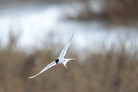 Arctic tern