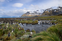 King Penguin