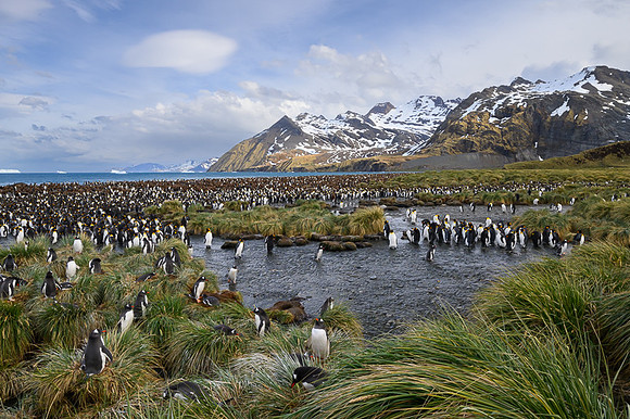 King Penguin