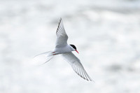 Arctic tern
