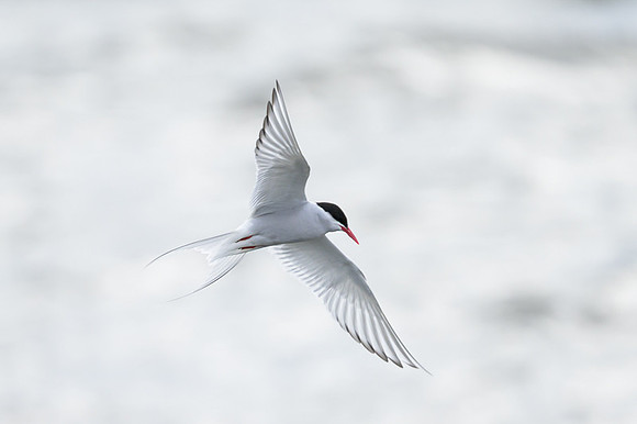 Arctic tern