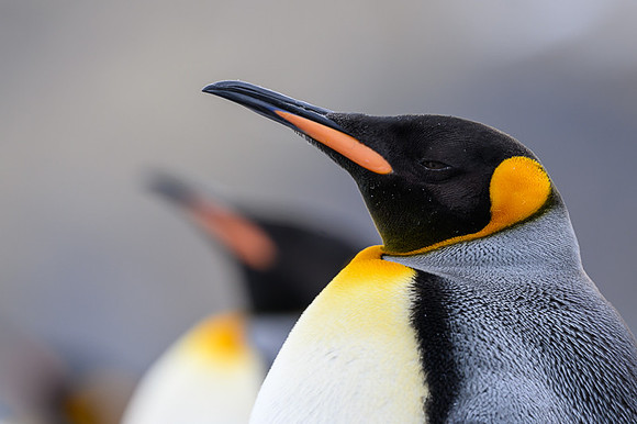 King Penguin