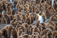 King Penguin
